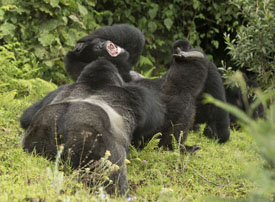 gorilla
